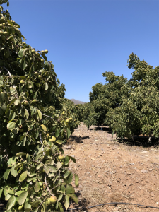 walnuts orchards